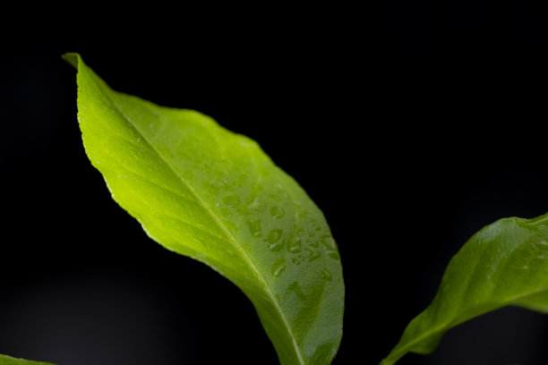 近距离的绿色树叶和水滴与日出在早上在黑色的背景图片下载