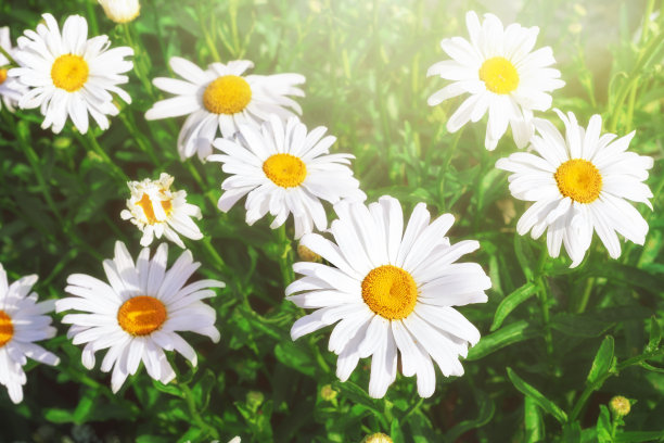 鲜花的背景。盛开的雏菊或洋甘菊许多花有白色的花瓣。图片下载