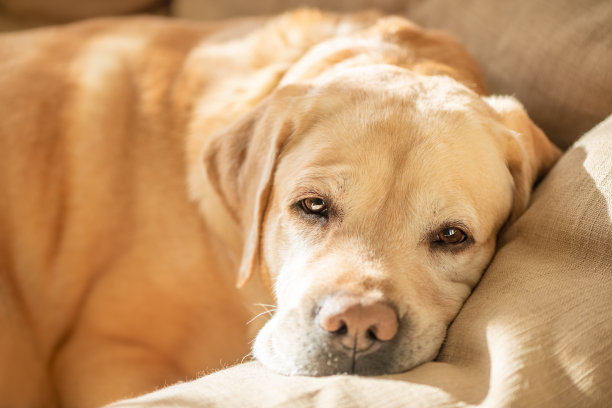 可爱的拉布拉多狗在沙发上睡觉的肖像图片下载