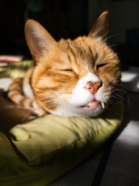 猫在睡觉图片下载