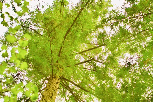 大自然中的绿色图片下载