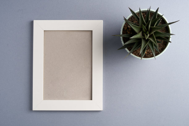 空白的白色相框和肉质植物在灰色的背景图片下载