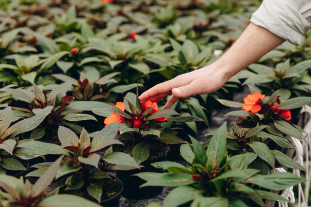 在花园中心手捧花盆叶子的特写照片。花店的概念。图片下载