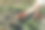 在花园中心手捧花盆叶子的特写照片。花店的概念。图片下载