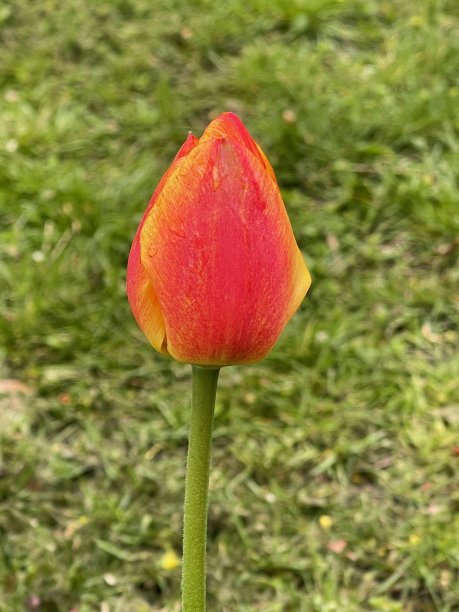 郁金香图片下载