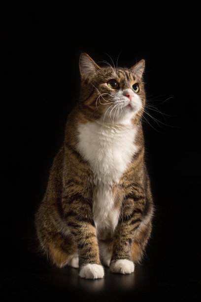 大而严肃的灰猫图片下载