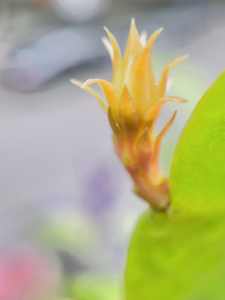 一个夜晚的女王，荷兰人的管道切开特写图片下载