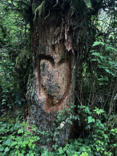 森林之恋图片下载