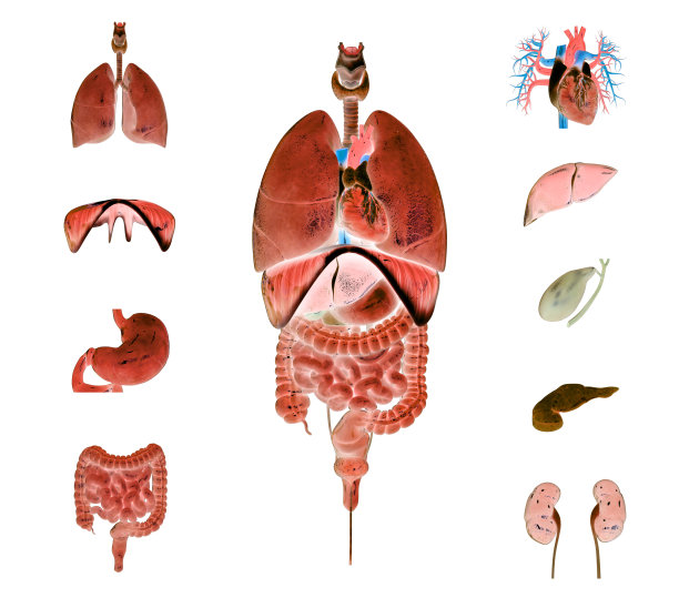 人体完整内脏解剖图片下载