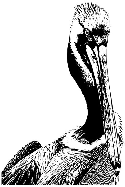 鹈鹕素描特写图片下载