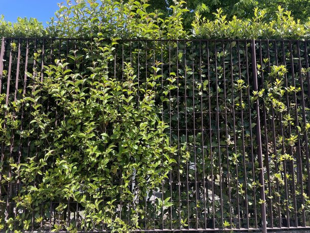 围栏的家图片下载