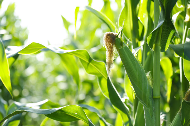 印度一片绿色的玉米地图片下载