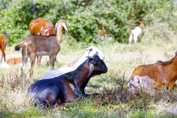 田野里的小印度山羊图片下载
