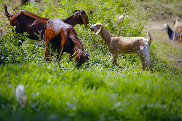 田野里的小印度山羊图片下载