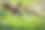 田野里的小印度山羊图片下载