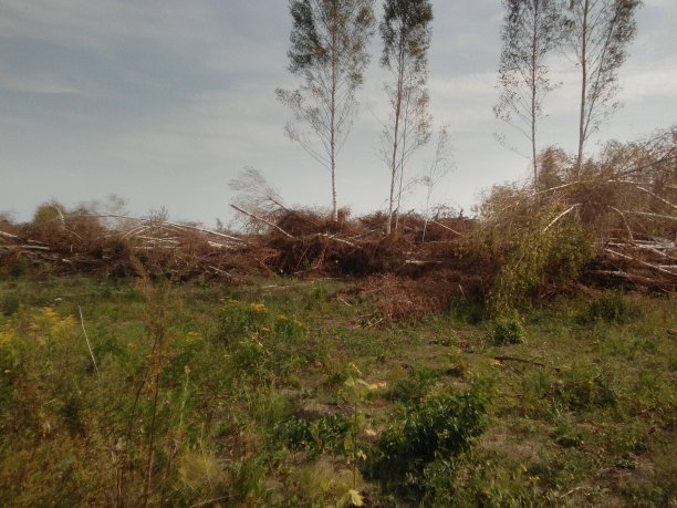 森林里有成堆的病树图片下载