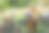 田野里的小印度山羊图片下载