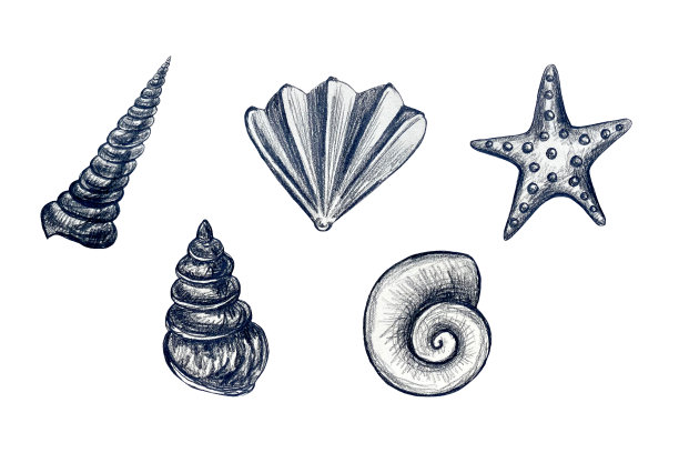 不同贝壳的手绘铅笔插图图片下载
