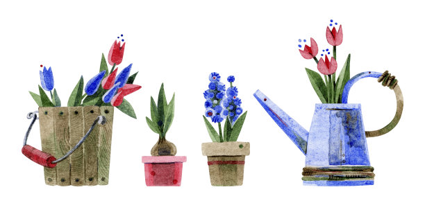 一套花在一个桶，在花盆和喷壶。盆花，木桶，金属喷壶，郁金香。手绘水彩插图孤立的白色背景。明信片。图片下载