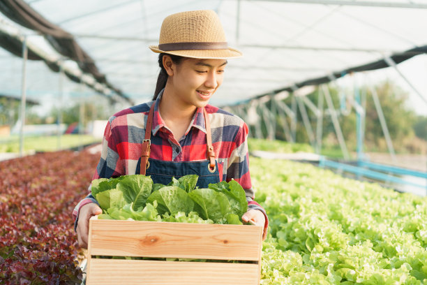 美丽的农民年轻的亚洲妇女，拿着一篮子蔬菜，而站在收获的有机蔬菜农场和早晨的阳光。中小企业的概念图片下载