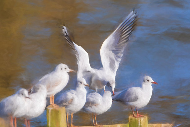 数码画的黑头鸥。不繁殖的成年黑头鸥图片下载