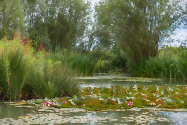 数字绘画的粉色和白色睡莲和绿色睡莲的荷叶在一个池塘。图片下载