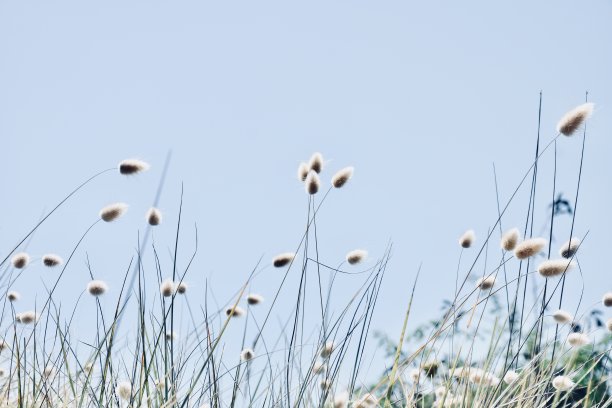兔尾草在自然背景图片下载