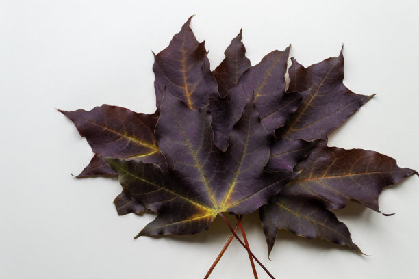 白色背景上的紫色枫叶。秋平。图片下载