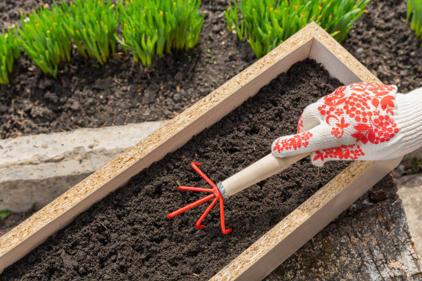 园丁用小耙子耙松箱里的土壤，准备播种的犁沟。春天或夏天的花园工作图片下载