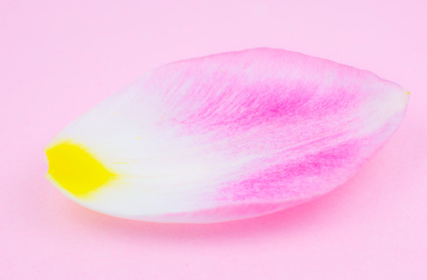 柔软的花瓣集中从粉红色郁金香花在粉红色的背景。极简主义，美丽的自然壁纸。人类衰老的概念。自然生态化妆品。一个人的生活发生了不同的变化。图片下载