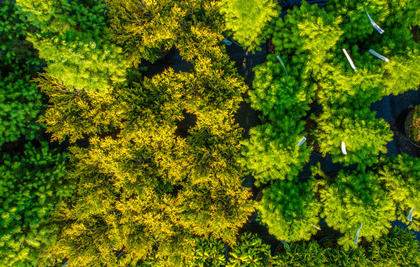 出售小型装饰花园植物图片下载