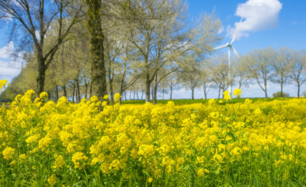 黄色的野花盛开在绿色的草地上，沿着树在阳光下，蓝天白云的天空图片下载