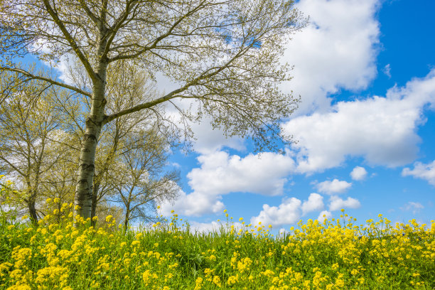 黄色的野花盛开在绿色的草地上，沿着树在阳光下，蓝天白云的天空图片下载