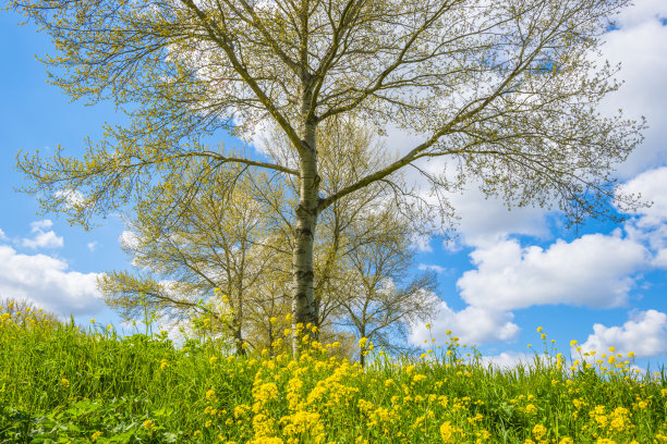 黄色的野花盛开在绿色的草地上，沿着树在阳光下，蓝天白云的天空图片下载