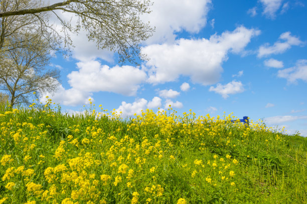 黄色的野花盛开在绿色的草地上，沿着树在阳光下，蓝天白云的天空图片下载