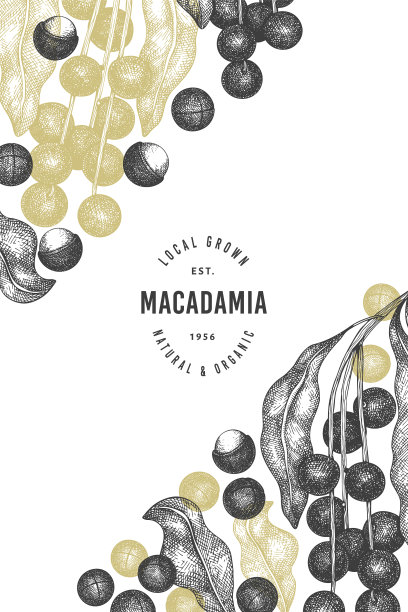 手绘澳洲坚果枝和果仁设计图片下载