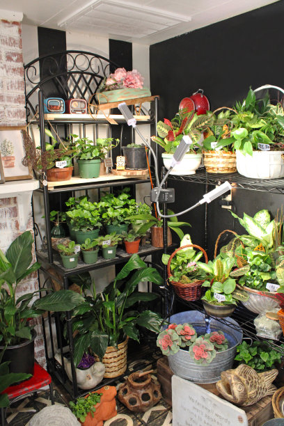 花盆-花商在兰开斯特，俄亥俄州，美国图片下载