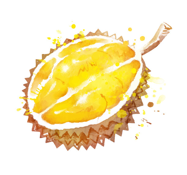 水彩矢量榴莲插画素材图片