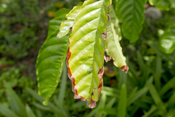 咖啡树的叶子。图片下载