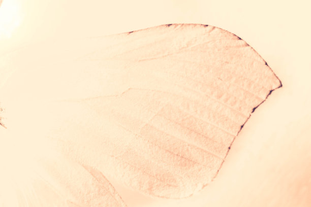 蝴蝶的白色翅膀就像天使的翅膀。精致的浅粉色背景。蝴蝶飞翔的轻松图片下载