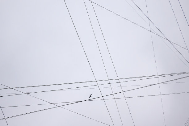 抬头看灰色多云的天空。可以看到电线和信息线的交叉线。有一只鸟在高空飞翔。背景。图片下载
