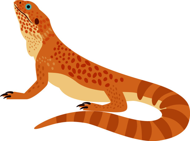 野橙须龙图片下载