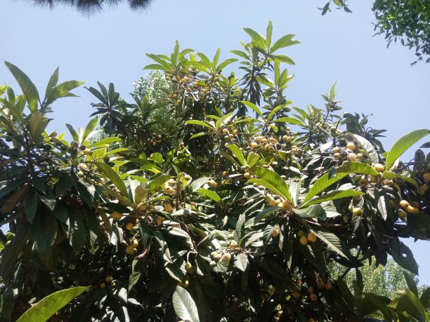 枇杷是巴基斯坦北部很受欢迎的水果图片下载