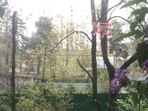 盛开的马鞭草植物和树木在城市景观图片下载