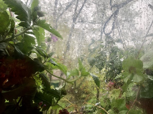 盛开的马鞭草植物和树木在城市景观图片下载