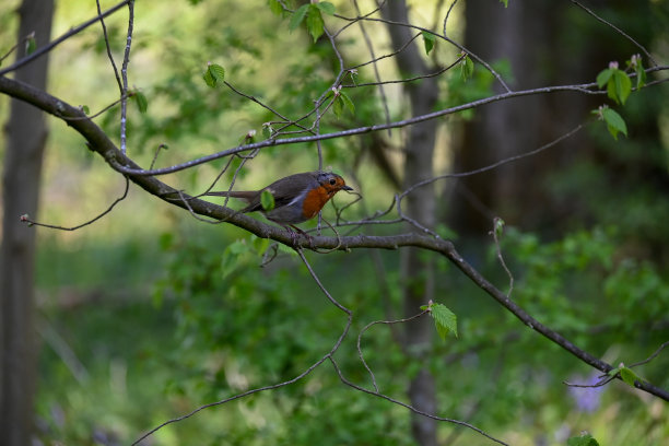 什罗普郡美丽的乡村充满了动物、树木和壮观的景色，池塘里有一只厚脸皮的田鼠和鸭子。图片下载