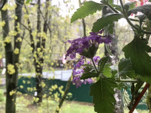 城市景观中的花草树木图片下载