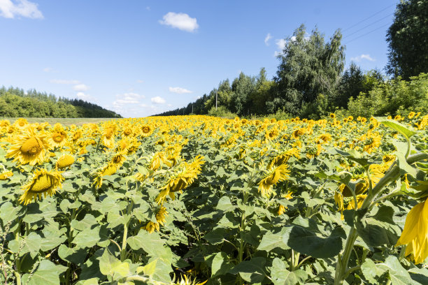 照片中的向日葵在野外美丽的背景图片下载