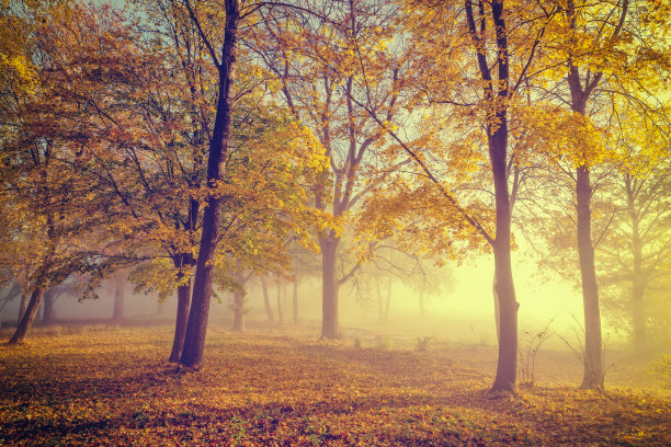 森林里美丽的阳光和瑞典秋天森林里黄色的秋叶图片下载