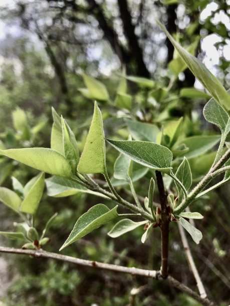 绿色的树叶在春天盛开图片下载